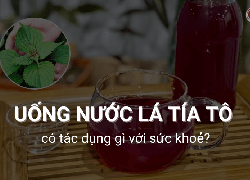 Uống nước lá tía tô có tác dụng gì? 7 Tác dụng tuyệt vời với sức khoẻ